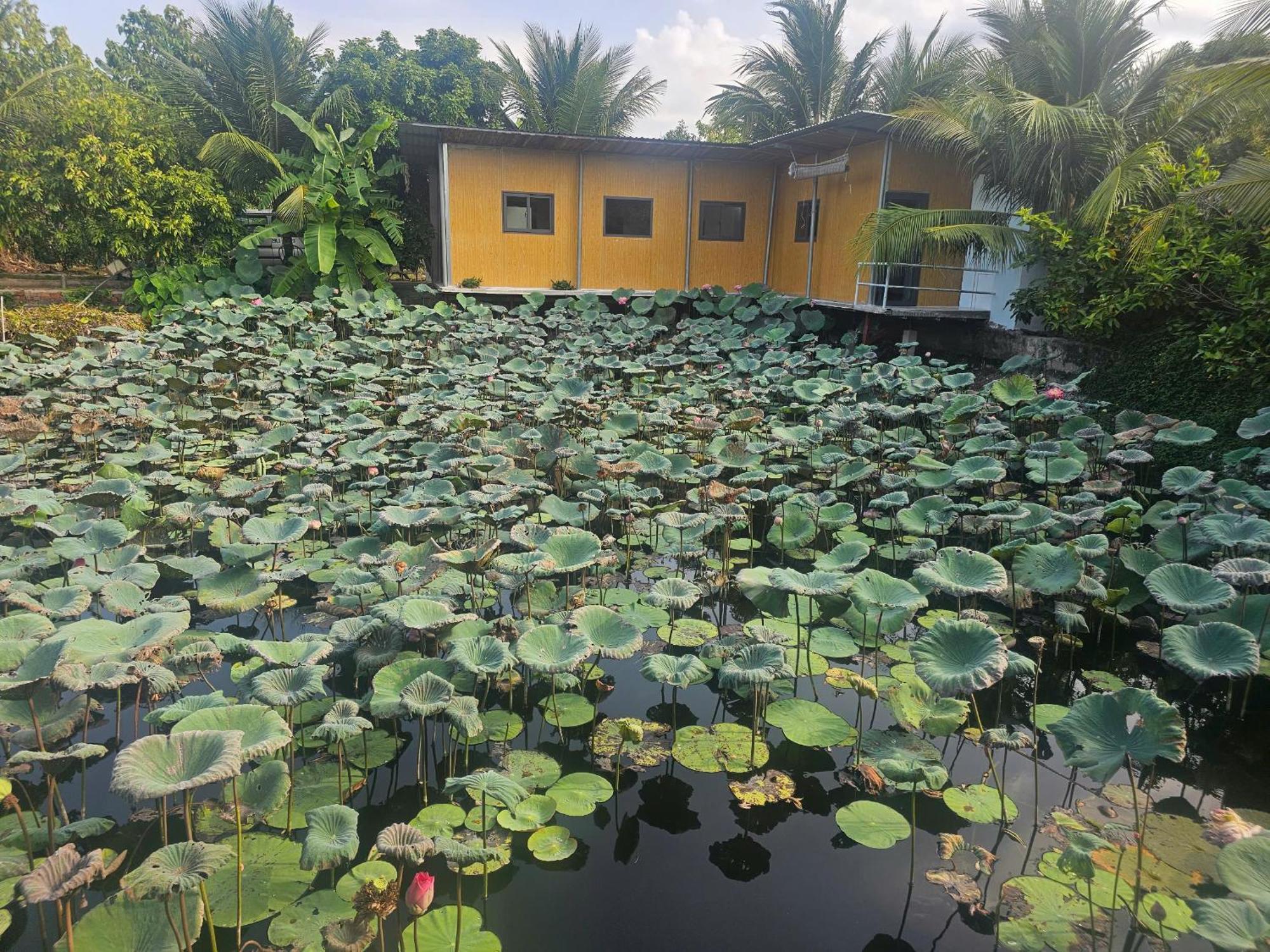 Homestay Sen & Zen Villa Vung Tau Exterior foto